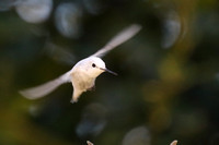 Hummingbird - Leucistic