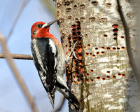 Red-breasted Sapsucker