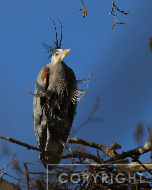 Great Blue Heron on a windy day