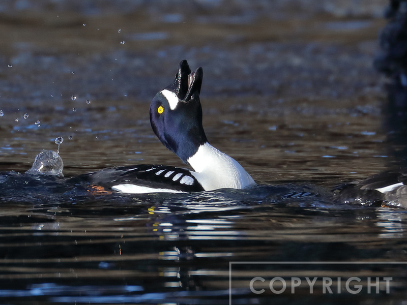 Barrow's Goldeneye trying to attract a mate