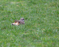 Killdeer mama doing the broken wing deception