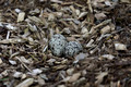 Two killdeer eggs