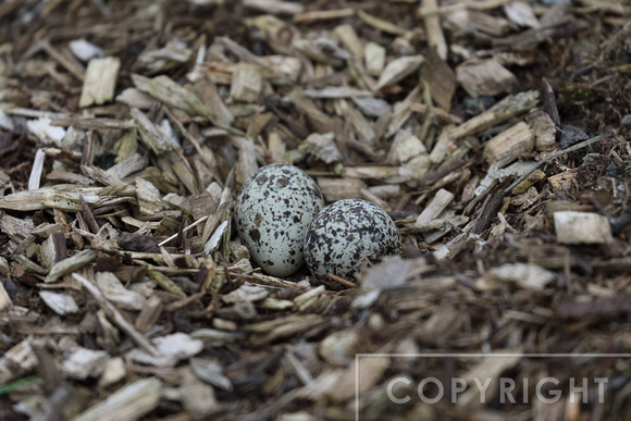 Two killdeer eggs