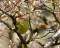 Orange-crowned warbler