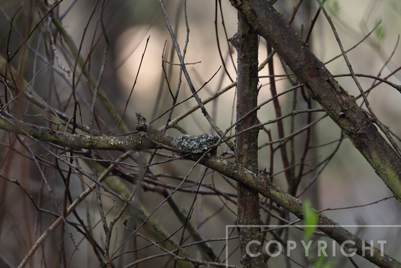 Empty Hummingbird nest