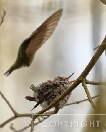 Mama flying in to fee the hummingbird chick