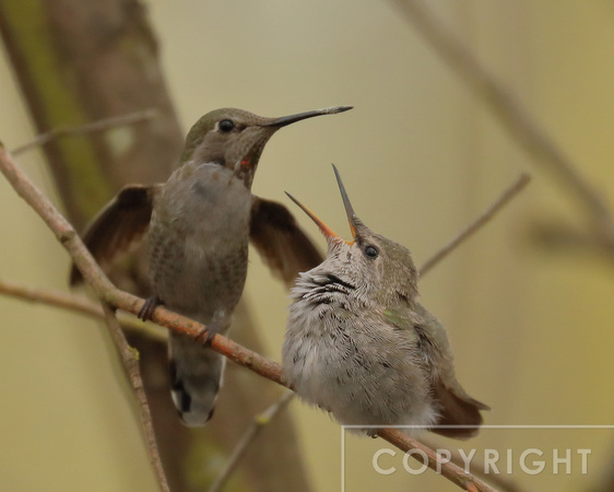 Mama and Hummingbird chick