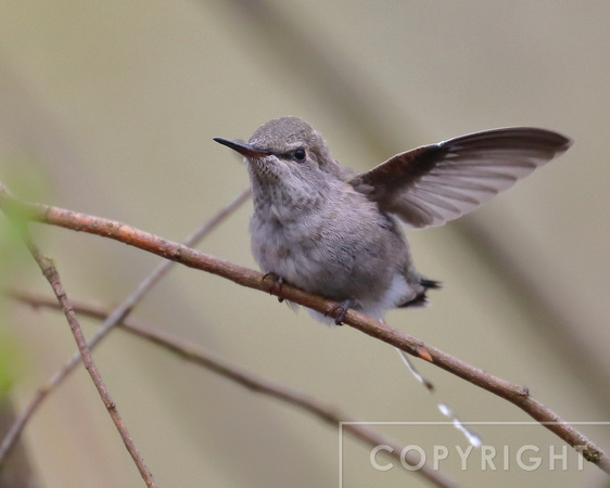 Hummingbird chick