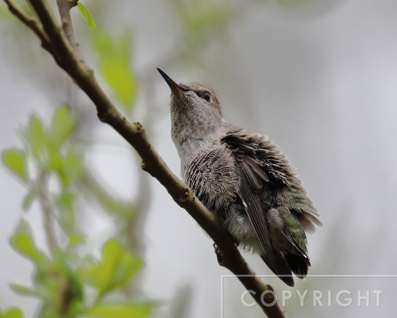 Hummingbird chick