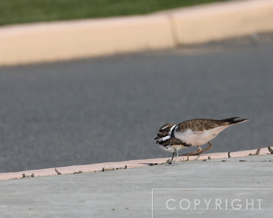 Mama trying to teach the chick to jump down