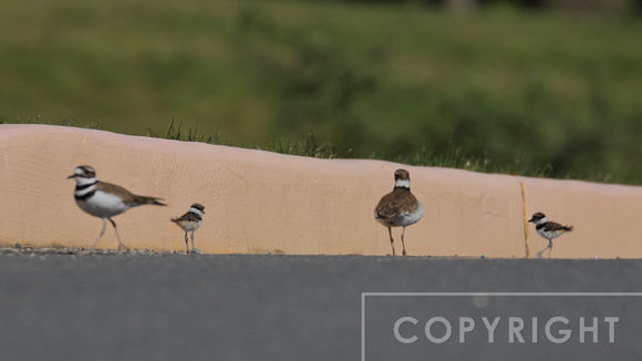 i did not see the second chick jump, but there he was, and the family was reunited.