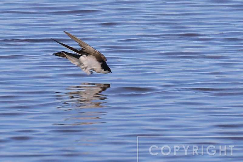 Tree Swallow diving