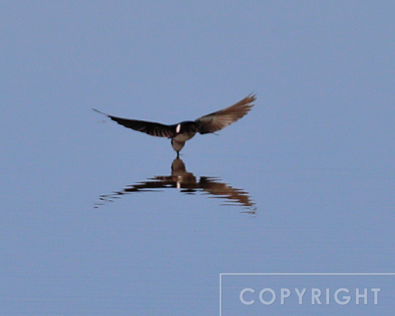 Tree Swallow