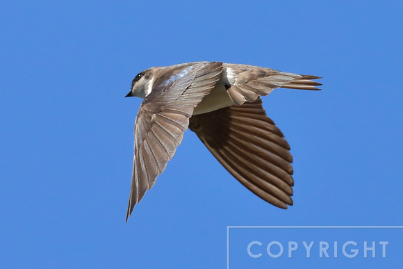 Tree Swallow