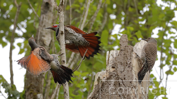 Northern Flickers