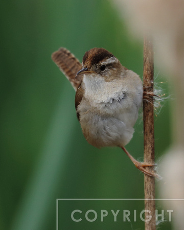 Marsh Wren