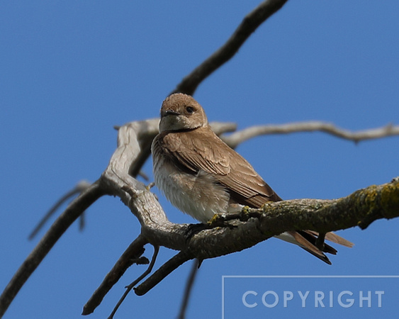 Northern Rough-winged swallow