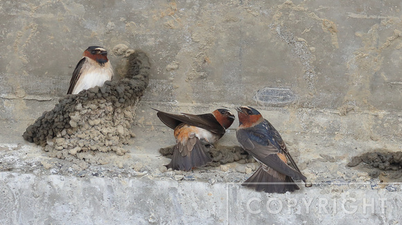 Cliff Swallows building their nests