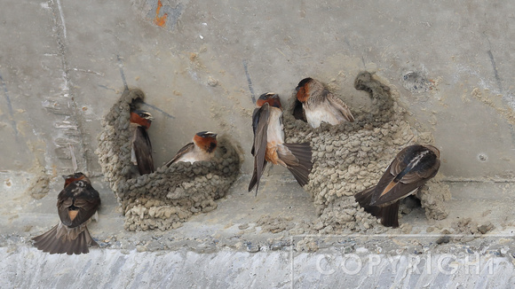 Cliff Swallows building their nests