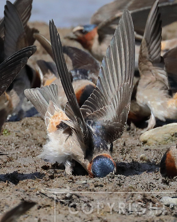 Cliff Swallows gathering mud for their nests