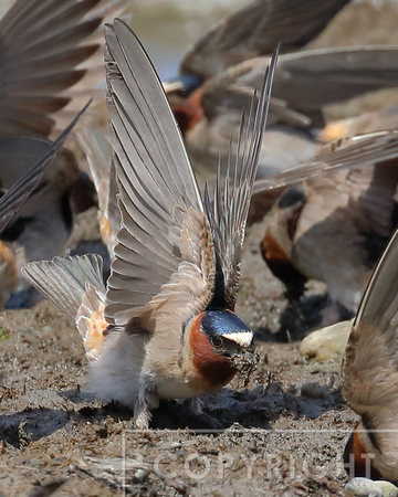 Cliff Swallows gathering mud for their nests