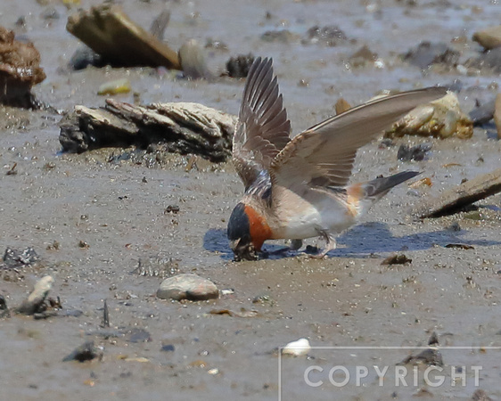 Cliff Swallows gathering mud for their nests