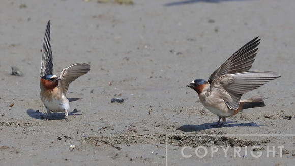 Cliff Swallows gathering mud for their nests