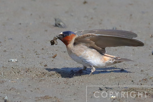 Cliff Swallows gathering mud for their nests