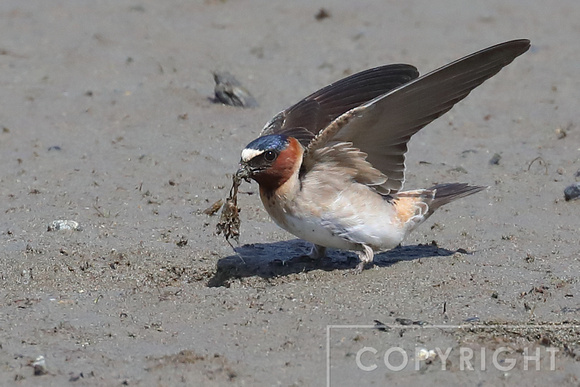 Cliff Swallows gathering mud for their nests