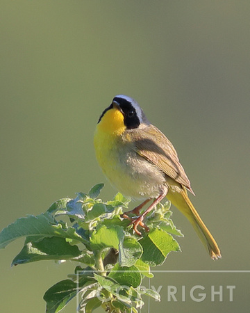 Common Yellowthroat