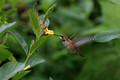 Rufous Hummingbird