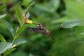 Rufous Hummingbird