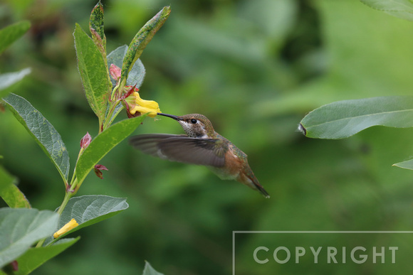 Rufous Hummingbird