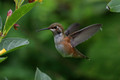 Rufous Hummingbird