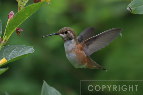 Rufous Hummingbird