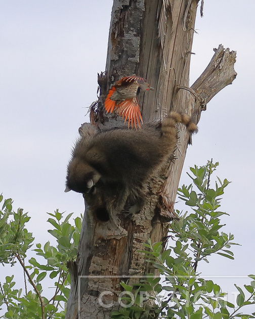 Nature by Nancy | Raccoon attacking a Northern Flicker nest - Update