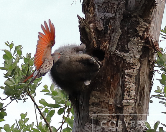 Flicker defending the nest