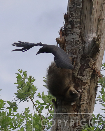 Flicker defending the nest