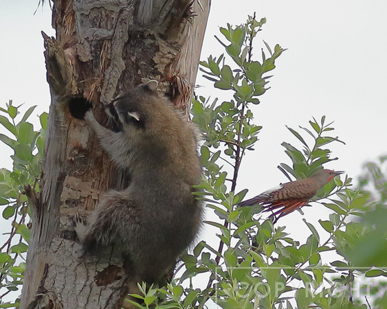 Raccoon attacking a flicker nest