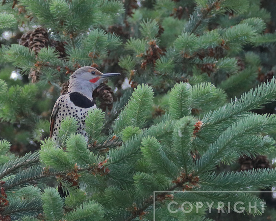 Northern Flicker