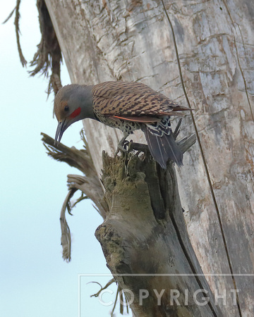 Northern Flicker