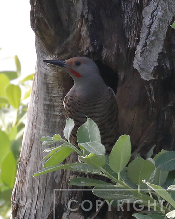 June 5th, daddy feeding at the nest