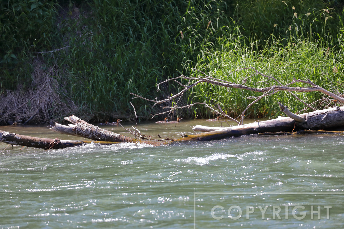 Baby Common mergansers fighting their way upstream.