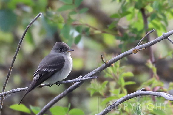 Western Wood-Pewee