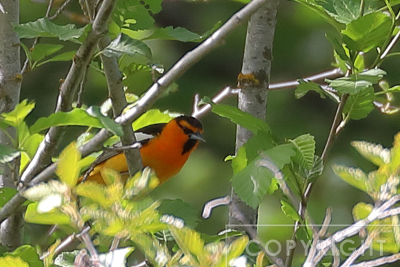 Bullock's Oriole