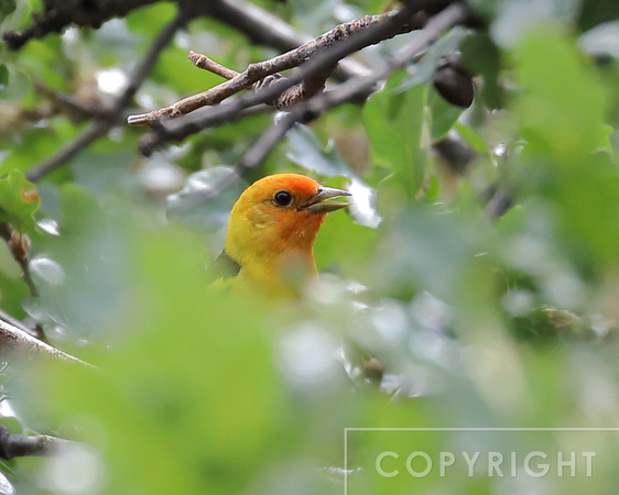 Western Tanager