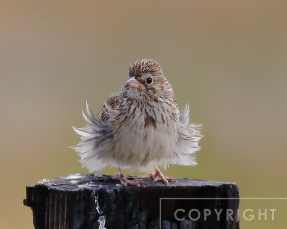 Cassins' Finch