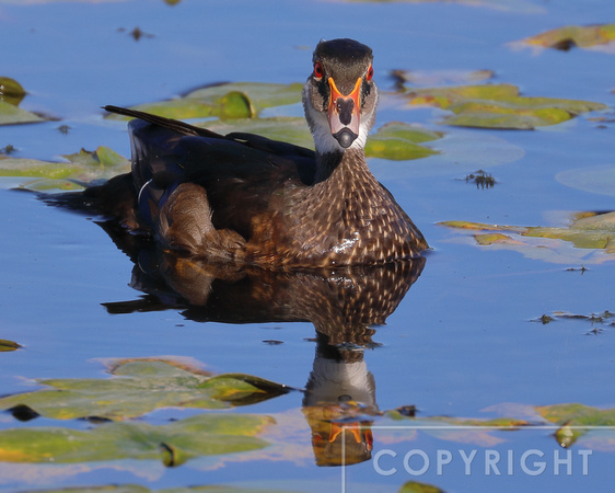 Male wood duck in non-breeding plumage