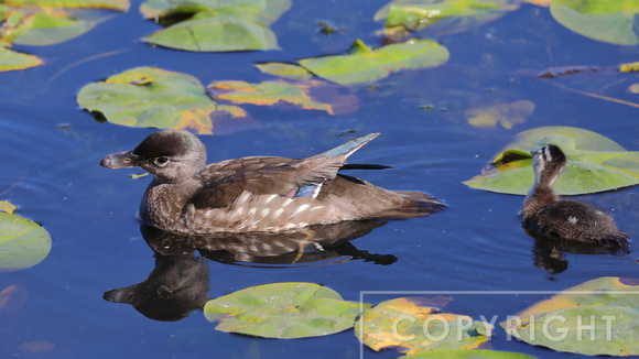 Female Wood Duck and her chick looking up at a red-tailed hawk