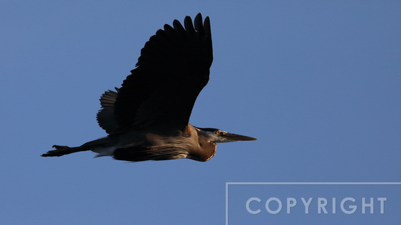 Great Blue Heron